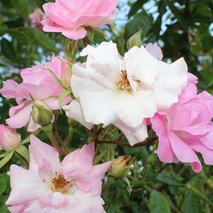 Meet your Posher, Alena